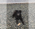 Small #3 Belgian Tervuren-German Shepherd Dog Mix