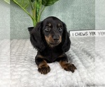 Small #1 Dachshund