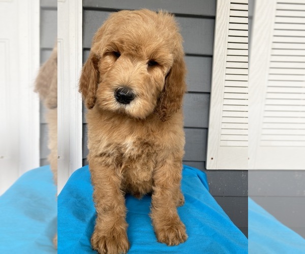 Medium Photo #8 Goldendoodle-Poodle (Standard) Mix Puppy For Sale in RICHMOND, IL, USA