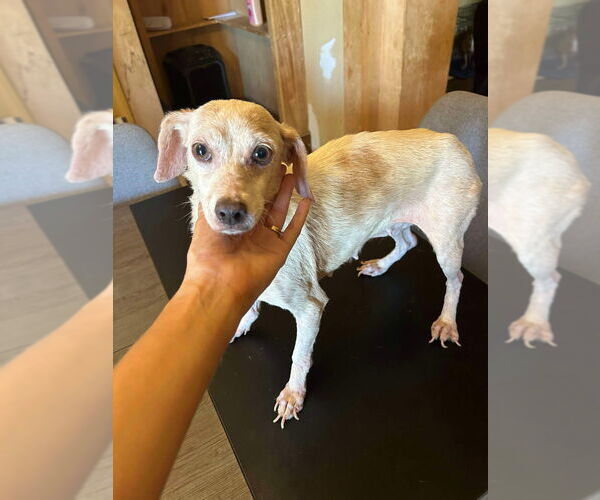 Medium Photo #7 Chiweenie Puppy For Sale in Brewster, NY, USA