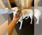 Small #6 Chiweenie