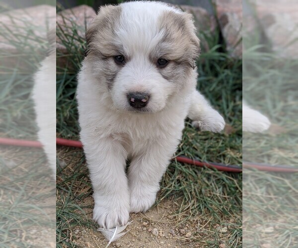 Full screen Photo #107 Great Pyrenees Puppy For Sale in FALCON, CO, USA