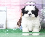Small Photo #2 Mal-Shi Puppy For Sale in BEL AIR, MD, USA
