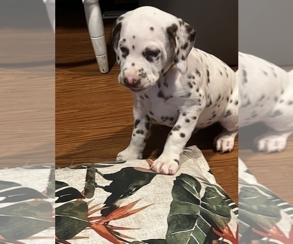 Medium Photo #1 Dalmatian Puppy For Sale in LUTZ, FL, USA