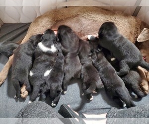 Labrador Retriever-Mutt Mix Litter for sale in FLAGLER, CO, USA