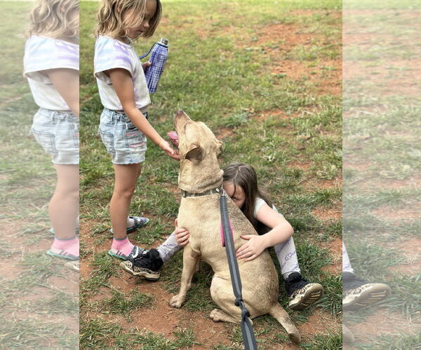 Medium Photo #3 Chinese Shar-Pei-Labrador Retriever Mix Puppy For Sale in Atlanta, GA, USA