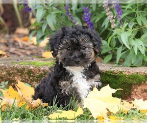Poodle (Toy)-Yorkshire Terrier Mix Puppy for sale in FREDERICKSBG, OH, USA