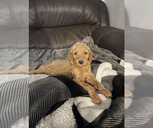 Goldendoodle Puppy for Sale in REIDSVILLE, North Carolina USA
