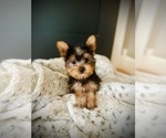 Small #2 Yorkshire Terrier