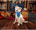 Small Chihuahua-Chow Chow Mix