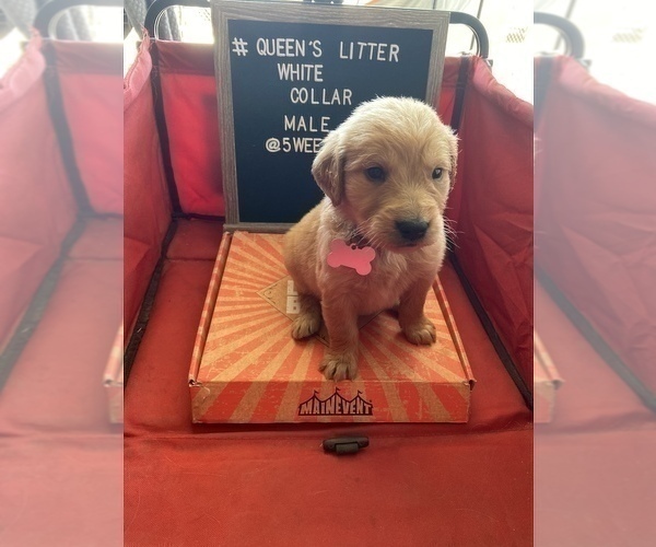 Medium Photo #4 Golden Retriever Puppy For Sale in ONTARIO, CA, USA