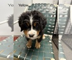 Puppy Yellow Bernese Mountain Dog