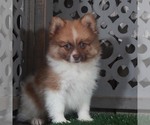 Small #5 Pomeranian