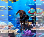 Small Coonhound Mix