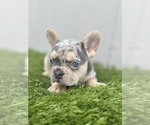 Small Photo #26 French Bulldog Puppy For Sale in ENGLEWOOD, CO, USA