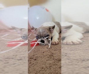 French Bulldog Puppy for sale in TAMPA, FL, USA