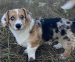 Small Photo #3 American Corgi Puppy For Sale in COLLEGE STATION, TX, USA