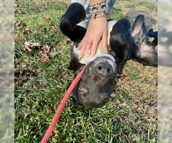 Medium Photo #2 Mutt Puppy For Sale in Sparta, TN, USA