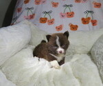 Small #2 Pomeranian