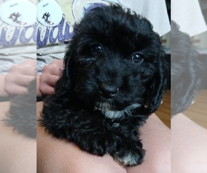 Poodle (Toy)-Yorkshire Terrier Mix Puppy for sale in SALEM, MA, USA