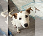Small Photo #7 Labrador Retriever-Unknown Mix Puppy For Sale in Germantown, OH, USA