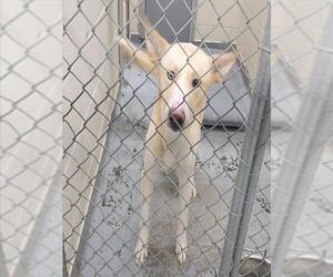 Labsky Dogs for adoption in Anchorage, AK, USA