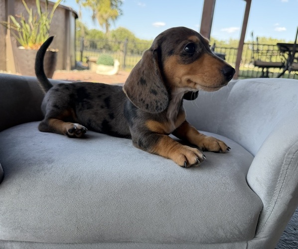 Medium Photo #1 Dachshund Puppy For Sale in WEBSTER, FL, USA