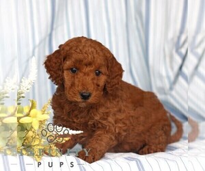 Poodle (Miniature) Puppy for sale in GAP, PA, USA