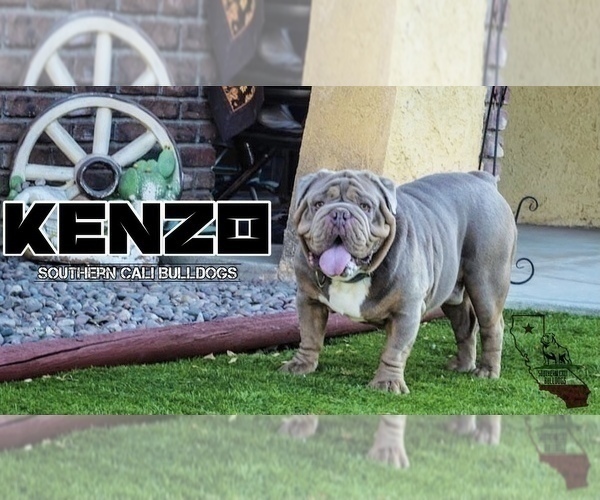 Medium Photo #1 Olde English Bulldogge Puppy For Sale in HEMET, CA, USA