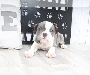 Olde English Bulldogge-Pug Mix Puppy for sale in MARIETTA, GA, USA
