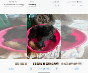 Mother of the Chow Chow puppies born on 05/22/2025