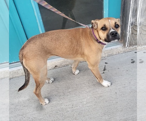 Medium Photo #3  Puppy For Sale in , 