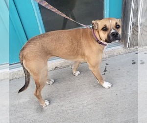 Boxer-Unknown Mix Dogs for adoption in Iroquois, IL, USA