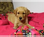 Puppy Pink Golden Retriever