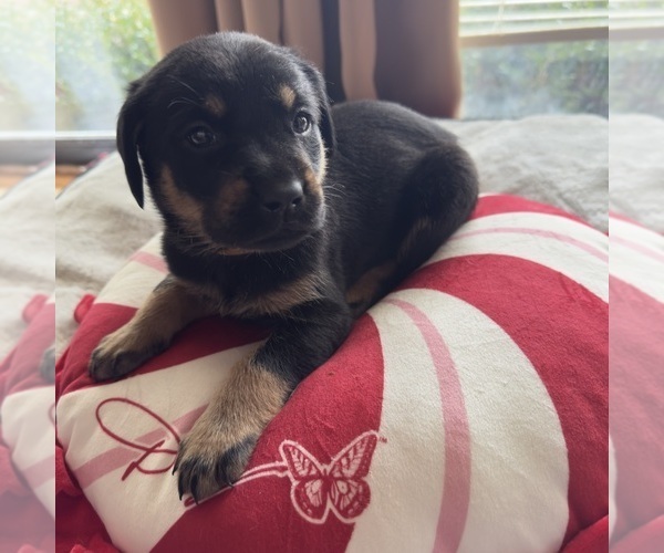 Medium Photo #3 Labrador Retriever Puppy For Sale in ELIZABETH, WV, USA