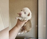 Small Photo #9 American Corgi Puppy For Sale in NOWATA, OK, USA