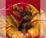 Image preview for Ad Listing. Nickname: Nova