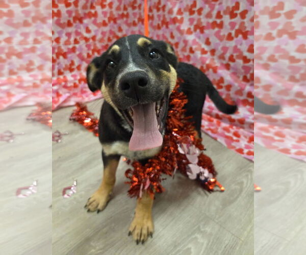 Medium Photo #3 German Shepherd Dog-Unknown Mix Puppy For Sale in Attalka, AL, USA