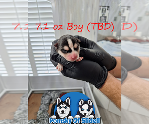 Pomsky Puppy for Sale in SLIDELL, Louisiana USA