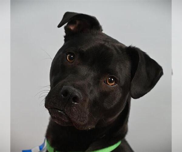 Medium Photo #1 Mutt Puppy For Sale in Fort Collins, CO, USA