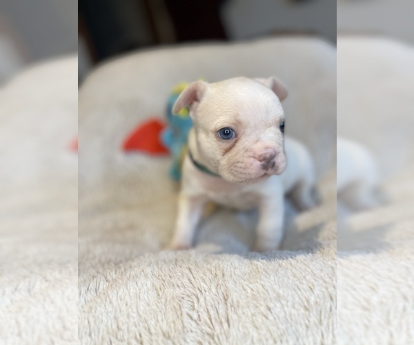 Medium Photo #6 Faux Frenchbo Bulldog Puppy For Sale in HOODSPORT, WA, USA
