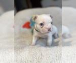 Puppy Jacob Faux Frenchbo Bulldog