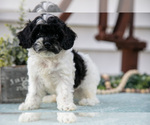 Puppy Pebbles Cavapoo