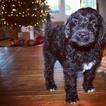Small Photo #2 Goldendoodle Puppy For Sale in PAHRUMP, NV, USA