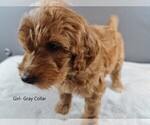 Small Photo #4 Goldendoodle Puppy For Sale in SCAPPOOSE, OR, USA