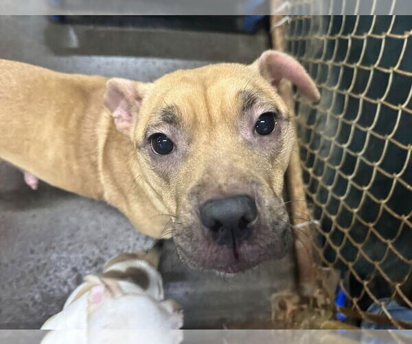 Medium Photo #2 Mutt Puppy For Sale in Evansville, IN, USA