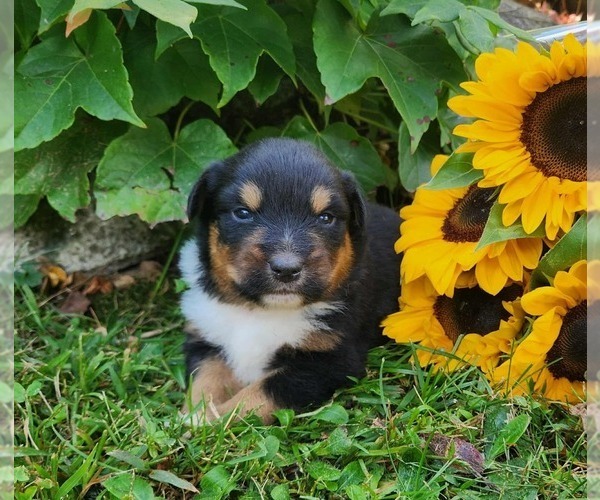 Medium Photo #2 Miniature Australian Shepherd Puppy For Sale in SANDOWN, NH, USA