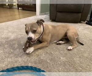 Medium American Bulldog Mix