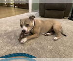 Small American Bulldog Mix