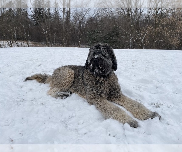 Medium Photo #1 Saint Berdoodle Puppy For Sale in ELK RIVER, MN, USA